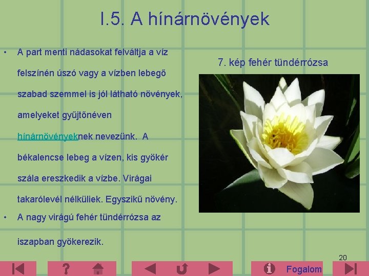 I. 5. A hínárnövények • A part menti nádasokat felváltja a víz 7. kép