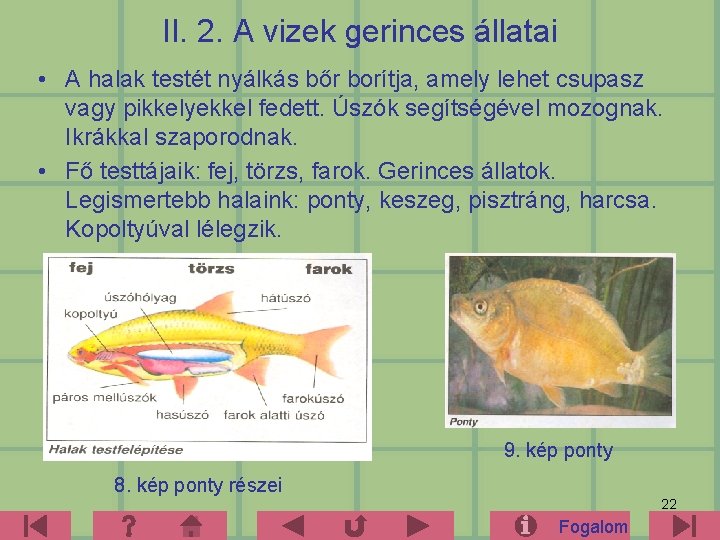 II. 2. A vizek gerinces állatai • A halak testét nyálkás bőr borítja, amely