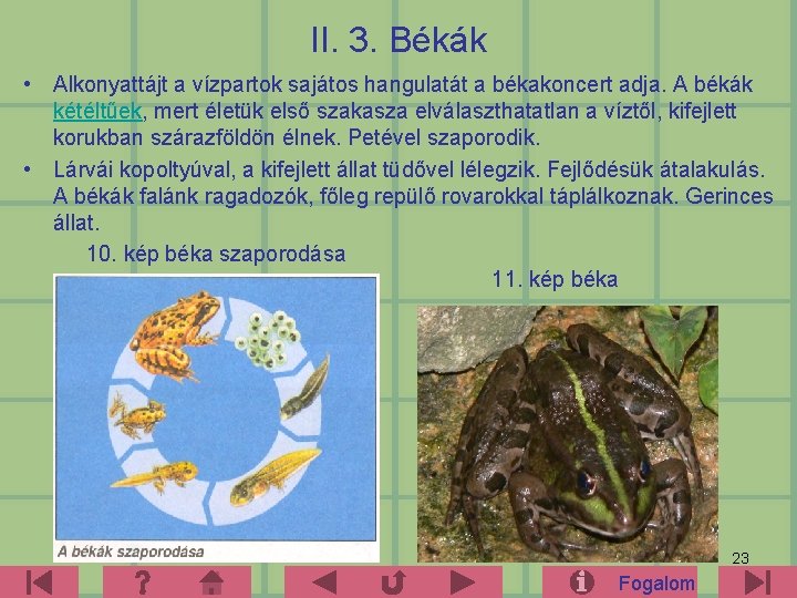 II. 3. Békák • Alkonyattájt a vízpartok sajátos hangulatát a békakoncert adja. A békák