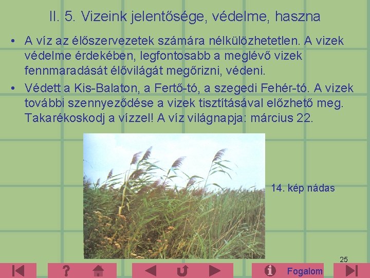 II. 5. Vizeink jelentősége, védelme, haszna • A víz az élőszervezetek számára nélkülözhetetlen. A