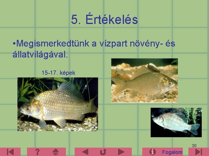 5. Értékelés • Megismerkedtünk a vízpart növény- és állatvilágával. 15 -17. képek 30 Fogalom