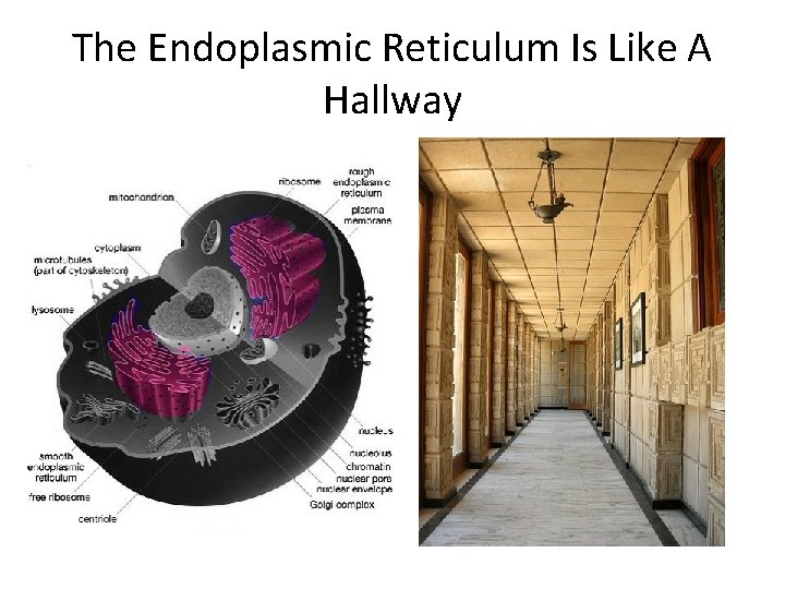 The Endoplasmic Reticulum Is Like A Hallway 