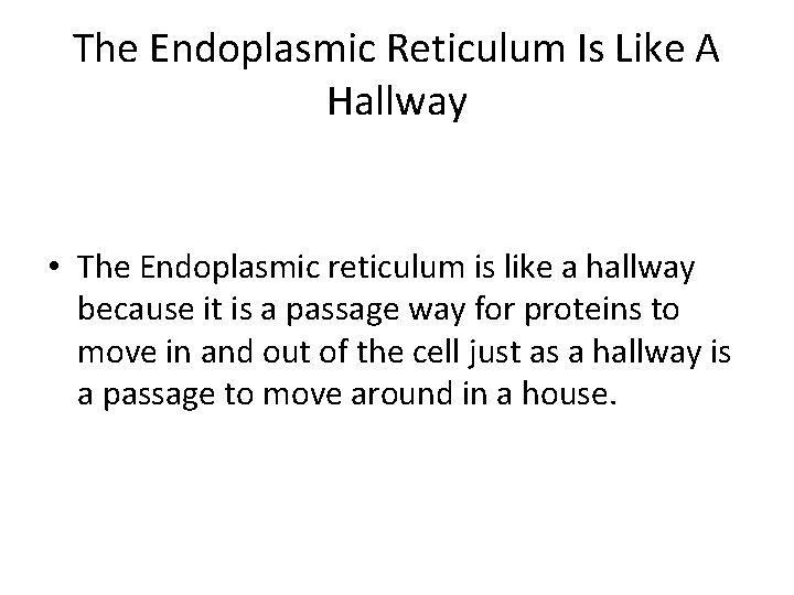 The Endoplasmic Reticulum Is Like A Hallway • The Endoplasmic reticulum is like a