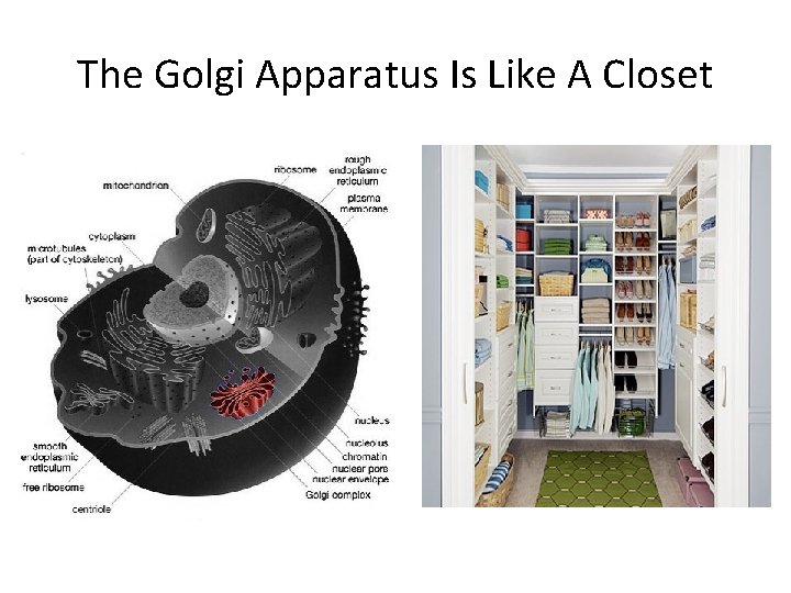 The Golgi Apparatus Is Like A Closet 
