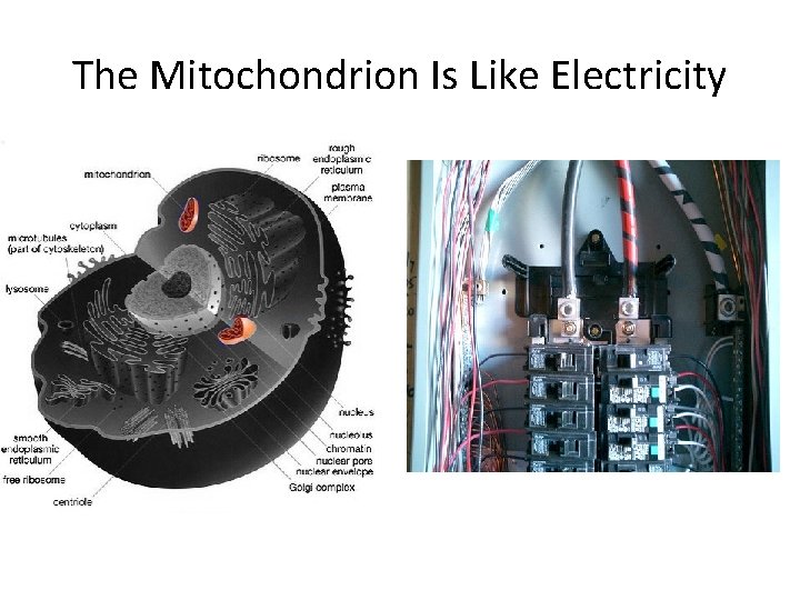 The Mitochondrion Is Like Electricity 