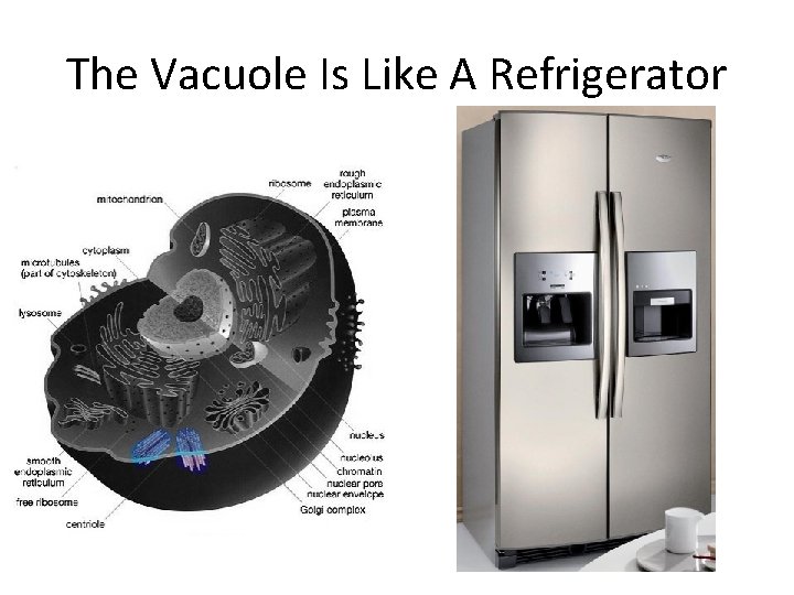 The Vacuole Is Like A Refrigerator 