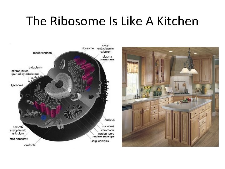 The Ribosome Is Like A Kitchen 