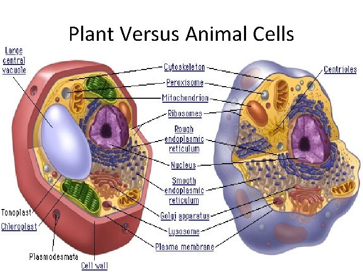 Plant Versus Animal Cells 