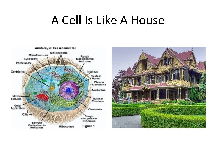 A Cell Is Like A House 