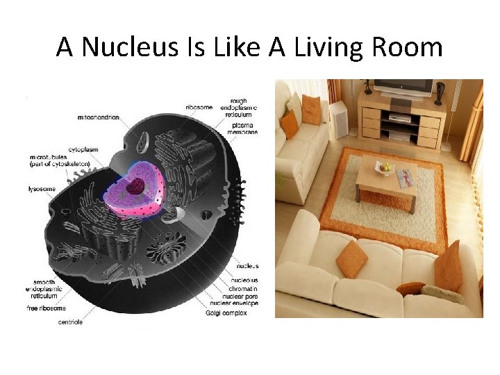 A Nucleus Is Like A Living Room 