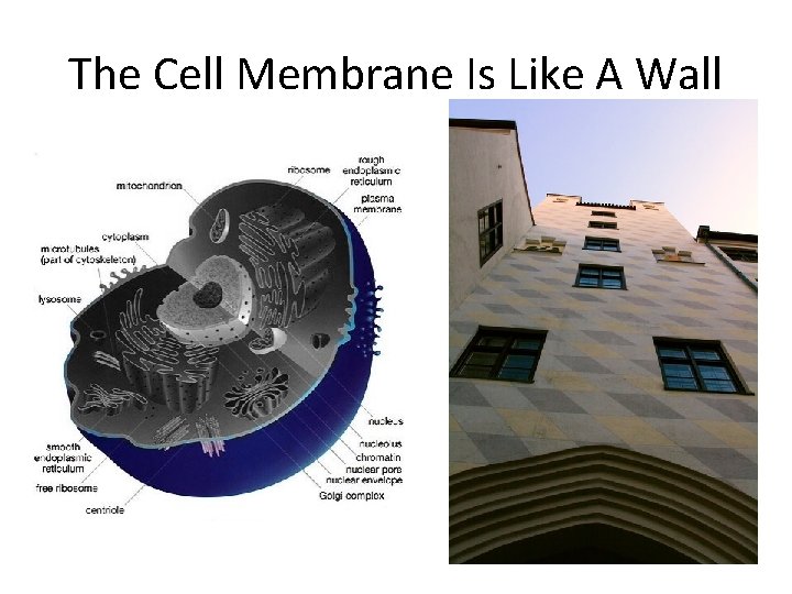 The Cell Membrane Is Like A Wall 