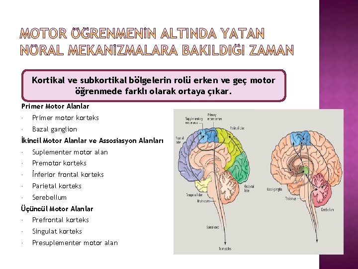 Kortikal ve subkortikal bölgelerin rolü erken ve geç motor öğrenmede farklı olarak ortaya çıkar.