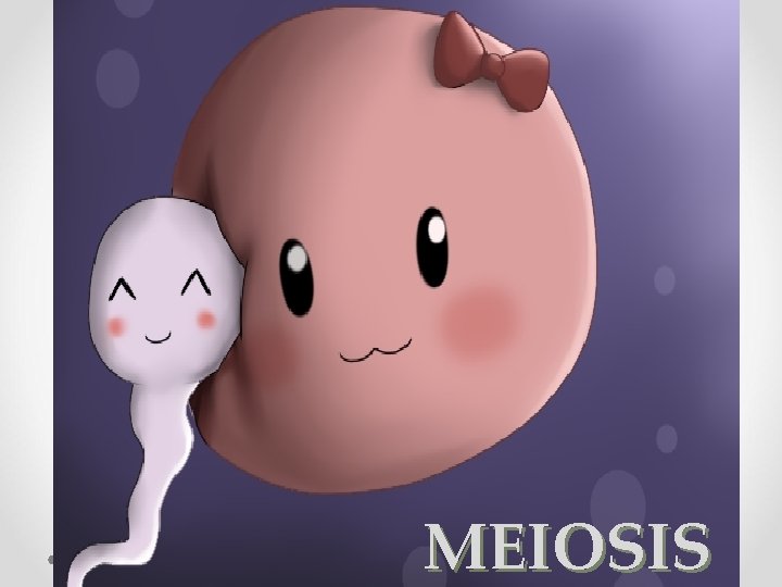 MEIOSIS 