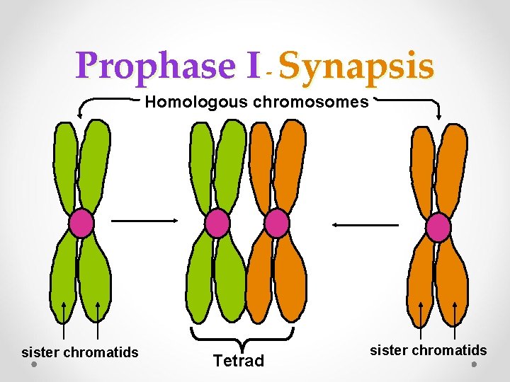 Prophase I - Synapsis Homologous chromosomes sister chromatids Tetrad sister chromatids Prophase I - Synapsis Homologous chromosomes sister chromatids Tetrad sister chromatids