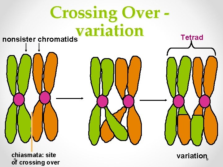 Crossing Over variation nonsister chromatids Tetrad chiasmata: site of crossing over variation 