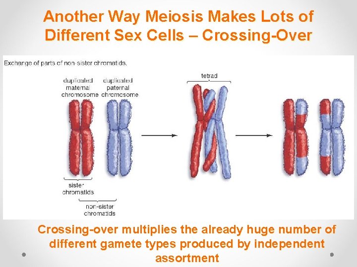 Another Way Meiosis Makes Lots of Different Sex Cells – Crossing-Over Crossing-over multiplies the