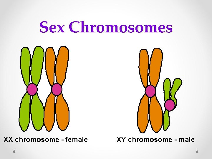 Sex Chromosomes XX chromosome - female XY chromosome - male 