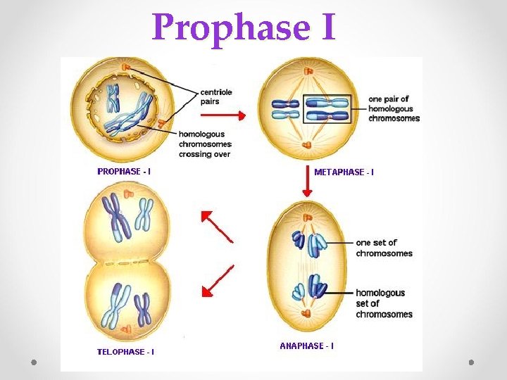 Prophase I spindle fiber aster fibers centrioles 