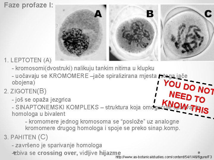 Faze profaze I: 1. LEPTOTEN (A) - kromosomi(dvostruki) nalikuju tankim nitima u klupku - Faze profaze I: 1. LEPTOTEN (A) - kromosomi(dvostruki) nalikuju tankim nitima u klupku -