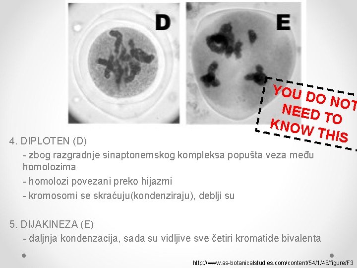 YOU D O NOT NEED KNOW TO THIS 4. DIPLOTEN (D) - zbog razgradnje