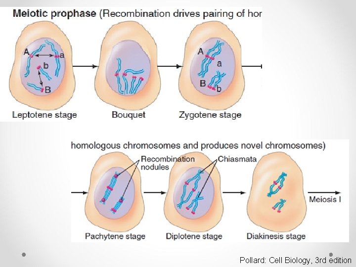 Pollard: Cell Biology, 3 rd edition 