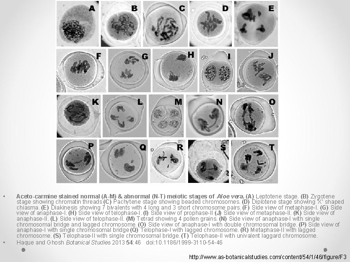 • • Aceto-carmine stained normal (A-M) & abnormal (N-T) meiotic stages of Aloe • • Aceto-carmine stained normal (A-M) & abnormal (N-T) meiotic stages of Aloe