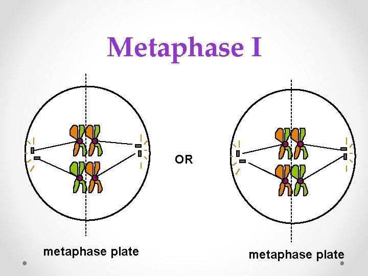 Metaphase I OR metaphase plate Metaphase I OR metaphase plate