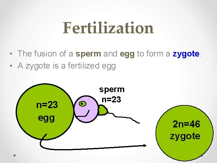 Fertilization • The fusion of a sperm and egg to form a zygote. sperm