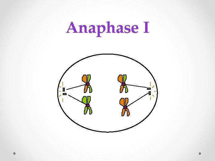 Anaphase I 