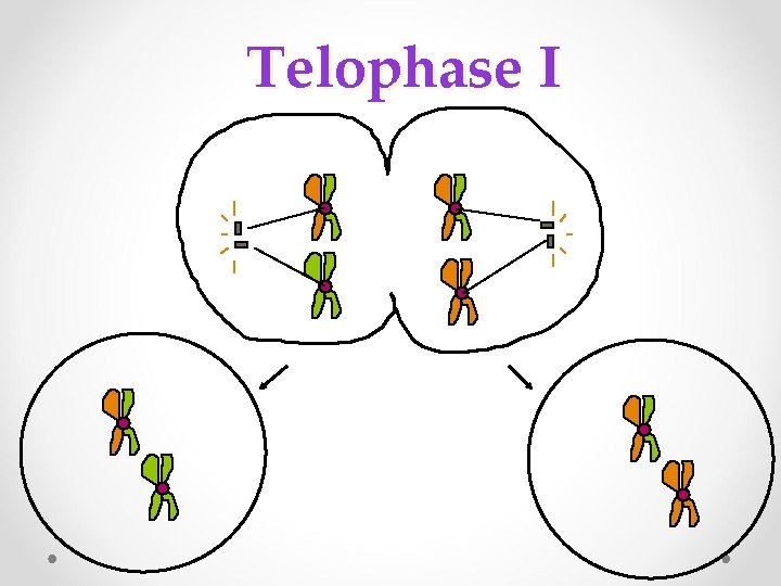 Telophase I 