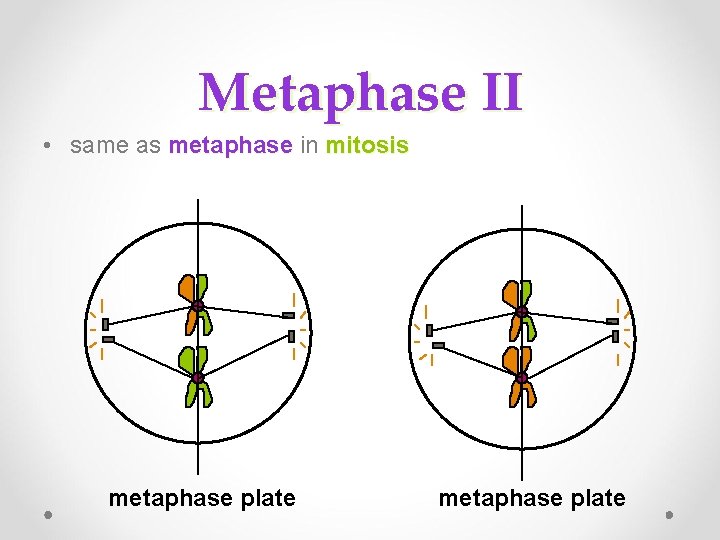 Metaphase II • same as metaphase in metaphase mitosis metaphase plate 