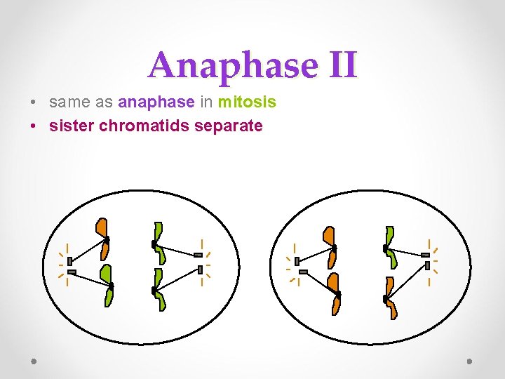 Anaphase II • same as anaphase in anaphase mitosis • sister chromatids separate 