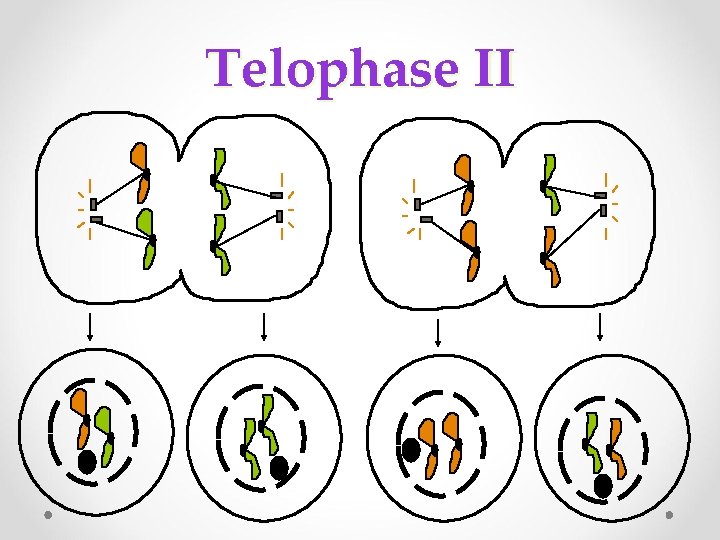 Telophase II Telophase II