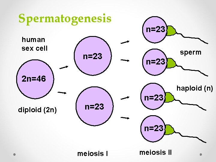 Spermatogenesis human sex cell n=23 sperm n=23 2 n=46 haploid (n) diploid (2 n)