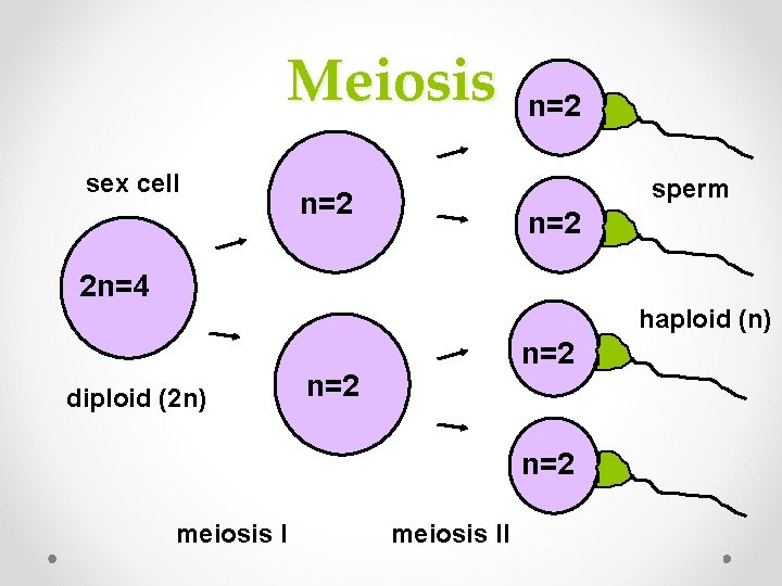 Meiosis sex cell n=2 sperm n=2 2 n=4 haploid (n) diploid (2 n) n=2