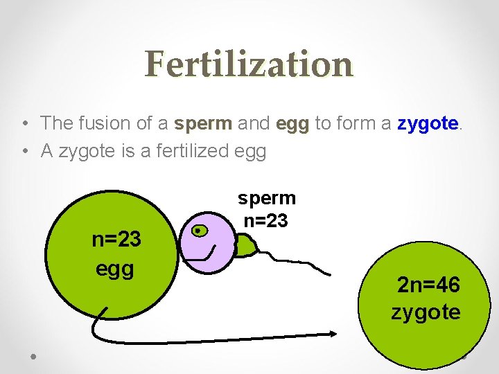 Fertilization • The fusion of a sperm and egg to form a zygote. sperm