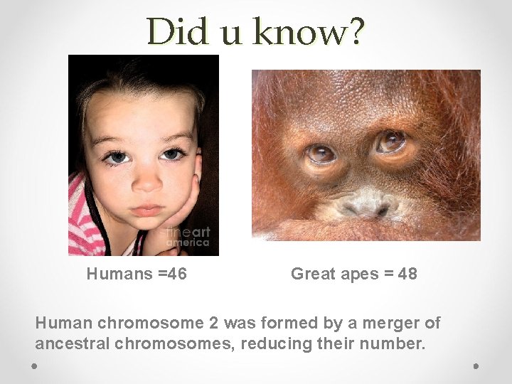 Did u know? Humans =46 Great apes = 48 Human chromosome 2 was formed