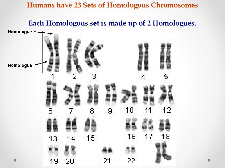 Humans have 23 Sets of Homologous Chromosomes Each Homologous set is made up of Humans have 23 Sets of Homologous Chromosomes Each Homologous set is made up of