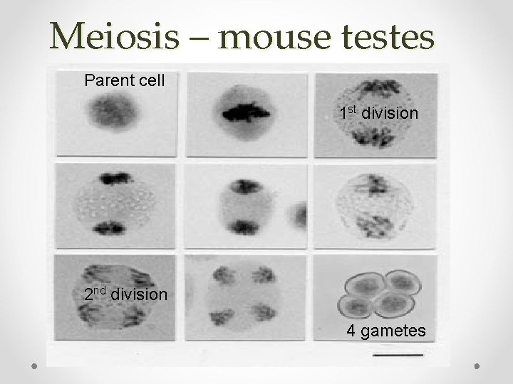 Meiosis – mouse testes Parent cell 1 st division 2 nd division 4 gametes