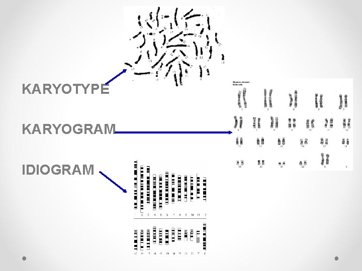 KARYOTYPE KARYOGRAM IDIOGRAM KARYOTYPE KARYOGRAM IDIOGRAM