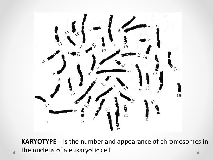 KARYOTYPE – is the number and appearance of chromosomes in the nucleus of a