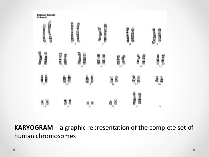 KARYOGRAM – a graphic representation of the complete set of human chromosomes KARYOGRAM – a graphic representation of the complete set of human chromosomes