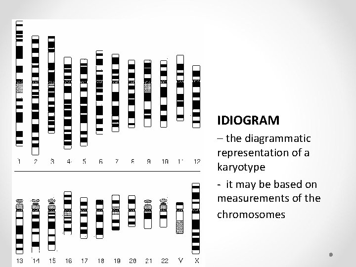 IDIOGRAM – the diagrammatic representation of a karyotype - it may be based on