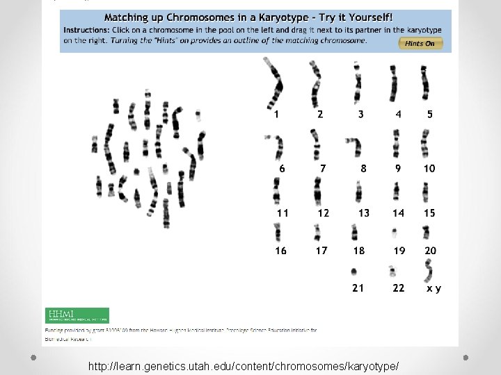 http: //learn. genetics. utah. edu/content/chromosomes/karyotype/ http: //learn. genetics. utah. edu/content/chromosomes/karyotype/