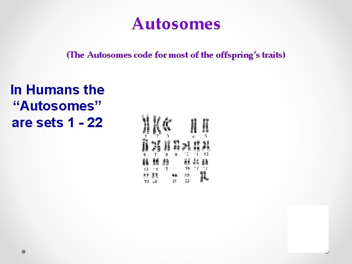 Autosomes (The Autosomes code for most of the offspring’s traits) In Humans the “Autosomes”