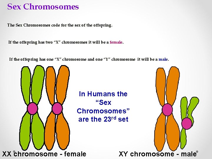 Sex Chromosomes The Sex Chromosomes code for the sex of the offspring. If the