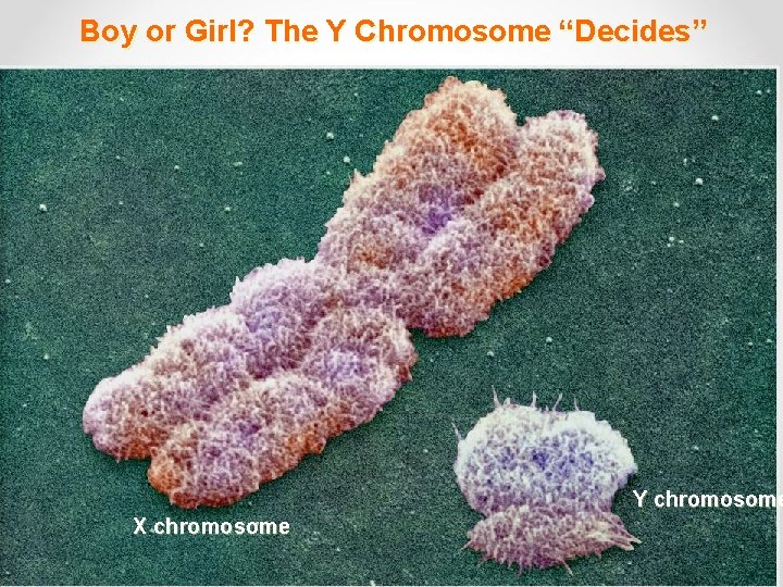 Boy or Girl? The Y Chromosome “Decides” Y chromosome X chromosome 