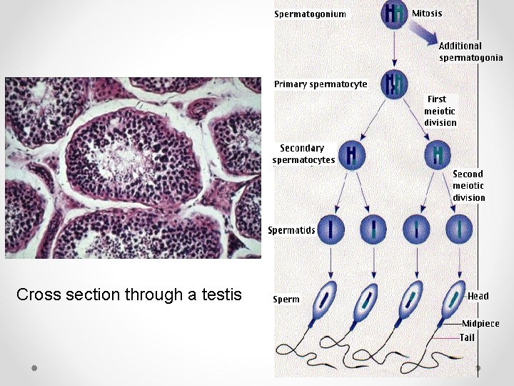 Cross section through a testis Cross section through a testis
