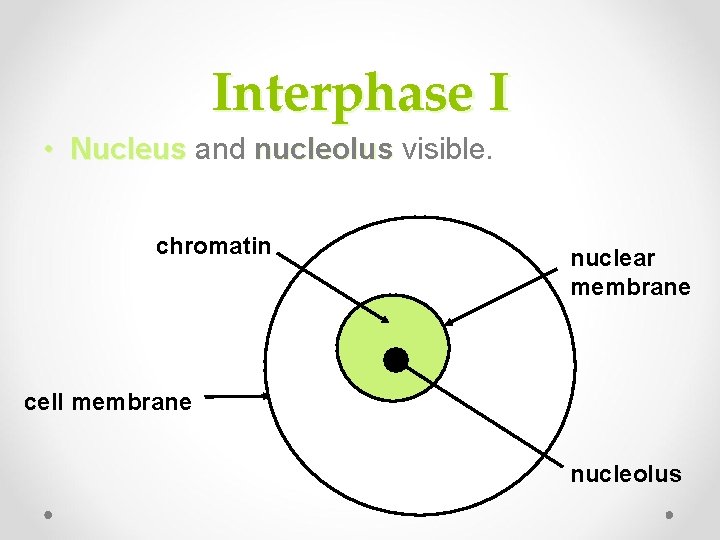 Interphase I • Nucleus and nucleolus visible. Nucleus nucleolus chromatin nuclear membrane cell membrane