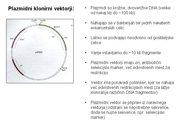 Plazmidni klonirni vektorji: • Plazmidi so krožne, dvoverižne DNA (velike od nekaj kb do
